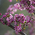 Cherry Blossoms