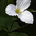 Large Flowered Trillium