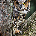 Peering Out