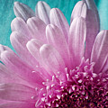 Pink And Aqua